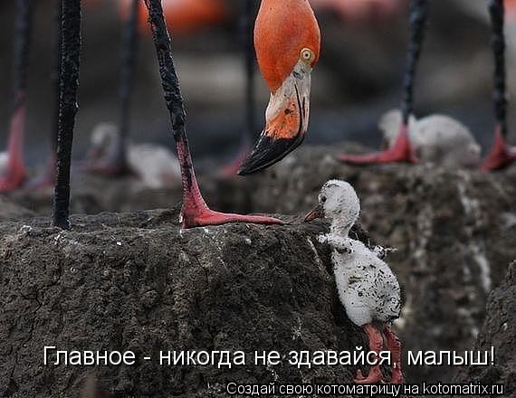 Главное - никогда не здавайся, малыш!... Котоматрица: Главное - никогда не здавайся, малыш!
