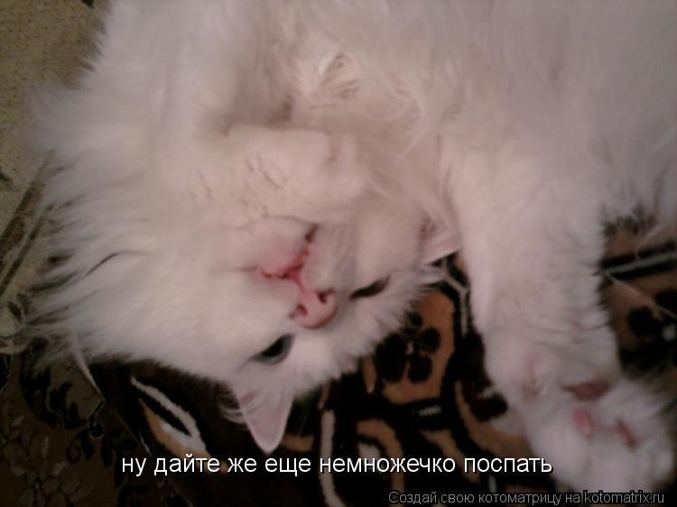 ну дайте же еще немножечко поспать ну дайте же еще немножечко поспать... Котоматрица: ну дайте же еще немножечко поспать ну дайте же еще немножечко поспать