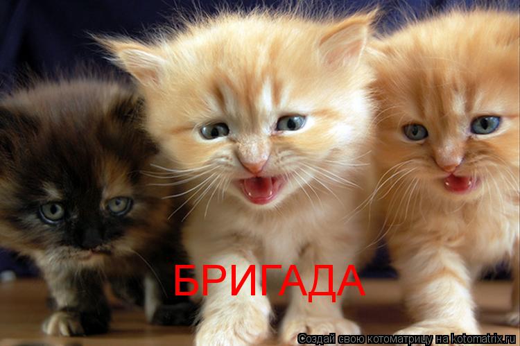 БРИГАДА... Котоматрица: БРИГАДА