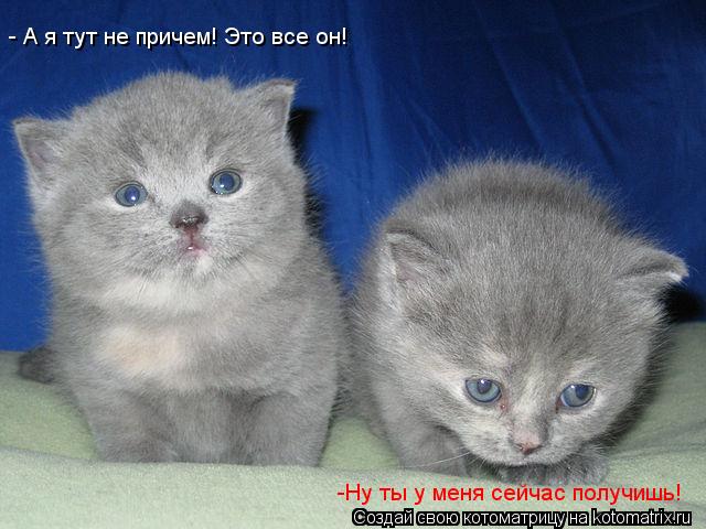- А я тут не причем! Это все он! -Ну ты у меня сейчас получишь!... Котоматрица: - А я тут не причем! Это все он! -Ну ты у меня сейчас получишь!