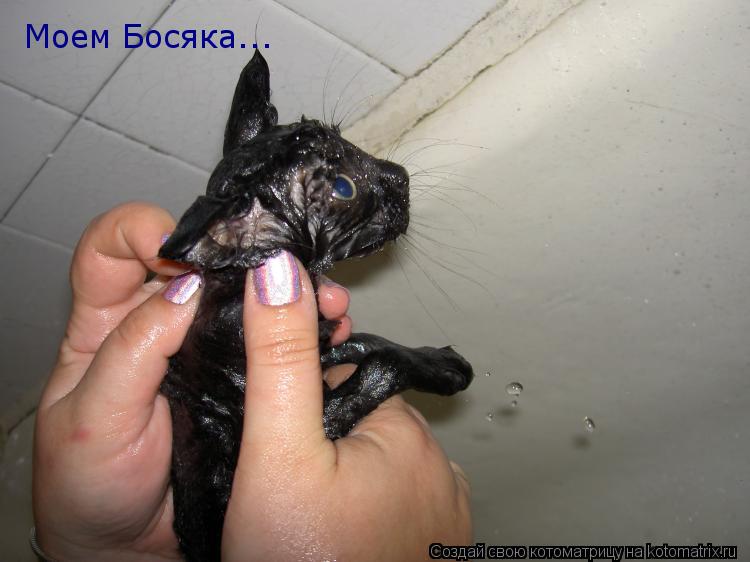 Котоматрица: Моем Босяка...