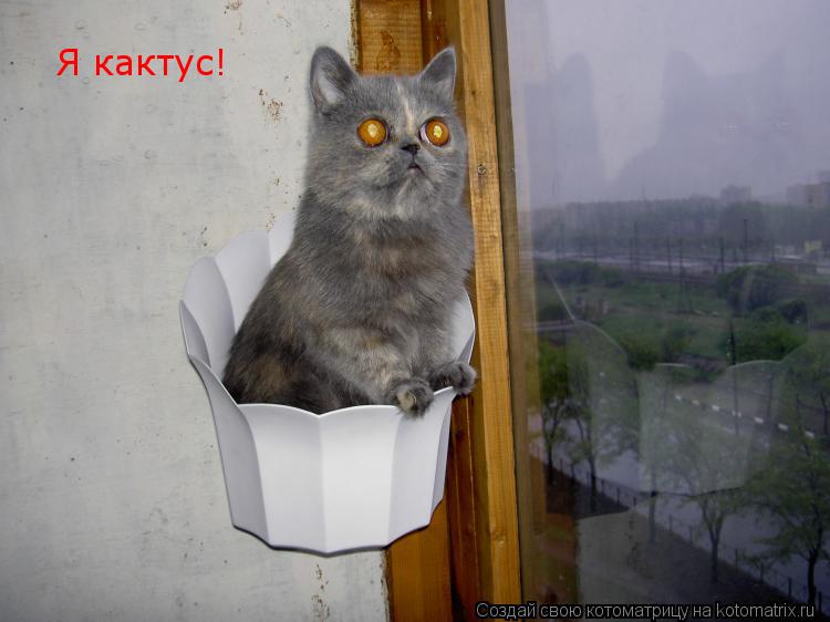 Котоматрица: Я кактус!