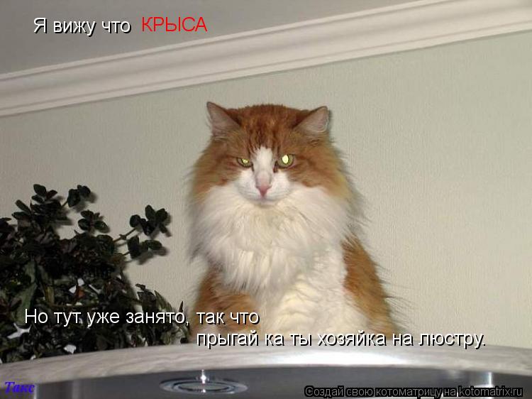 Котоматрица: Я вижу что  КРЫСА Но тут уже занято, так что прыгай ка ты хозяйка на люстру.