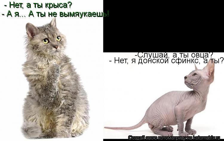 Котоматрица: -Слушай, а ты овца? - Нет, а ты крыса? - Нет, я донской сфинкс, а ты? - А я... А ты не вымяукаешь!