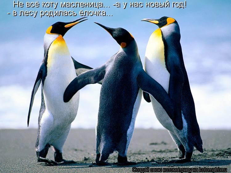 Не всё коту масленица... -а у нас новый год! - в лесу родилась ёлочка...... Котоматрица: Не всё коту масленица... -а у нас новый год! - в лесу родилась ёлочка...