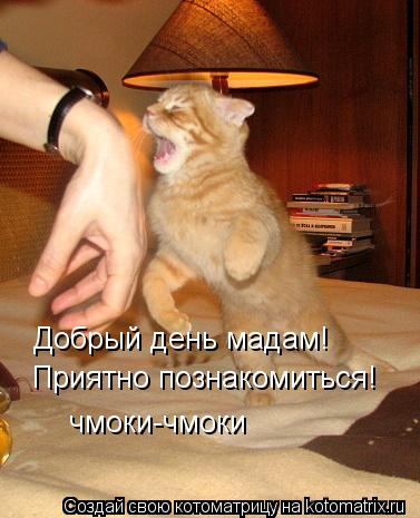 Добрый день мадам! Приятно познакомиться! чмоки-чмоки... Котоматрица: Добрый день мадам! Приятно познакомиться! чмоки-чмоки