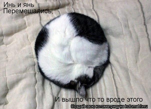 Котоматрица: Инь и янь Перемешались, И вышло что то вроде этого