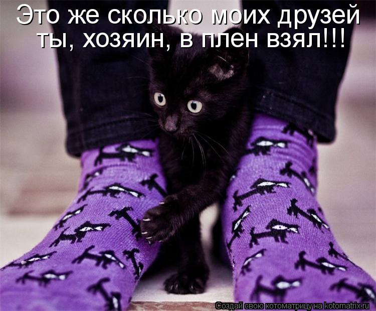 Котоматрица: Это же сколько моих друзей  ты, хозяин, в плен взял!!!