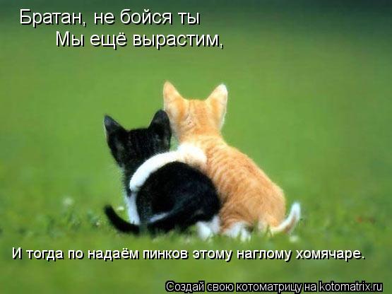Котоматрица: Братан, не бойся ты Мы ещё вырастим, И тогда по надаём пинков этому наглому хомячаре.