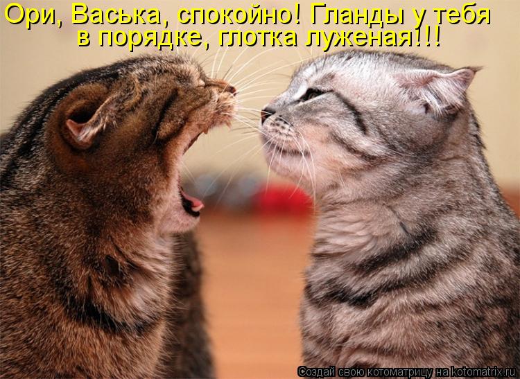 Котоматрица: в порядке, глотка луженая!!! Ори, Васька, спокойно! Гланды у тебя