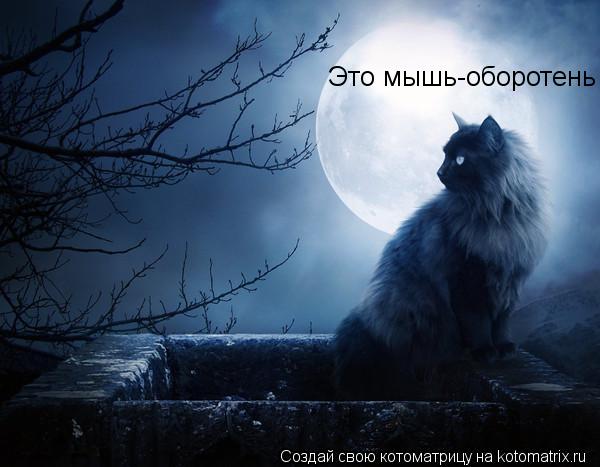 Котоматрица: Это мышь-оборотень