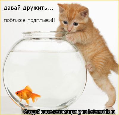 Котоматрица: давай дружить...  поближе подплыви!!