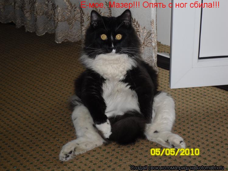 Котоматрица: Е-мое, Мазер!!! Опять с ног сбила!!!