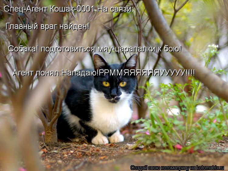 Котоматрица: Спец-Агент Кошак-0001 На связи: Главный враг найден! Собака! подготовиться мяу-царапалки к бою! Агент понял:Нападаю!РРММЯЯЯЯЯЯУУУУУ!!!!