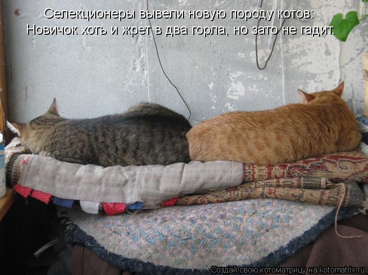 Селекционеры вывели новую породу котов: Новичок хоть и жрет в два горла, но зато не гадит.... Котоматрица: Селекционеры вывели новую породу котов: Новичок хоть и жрет в два горла, но зато не гадит.