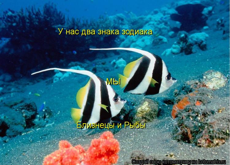 Котоматрица: У нас два знака зодиака МЫ Близнецы и Рыбы