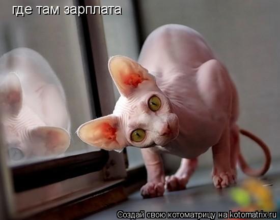 Котоматрица: где там зарплата