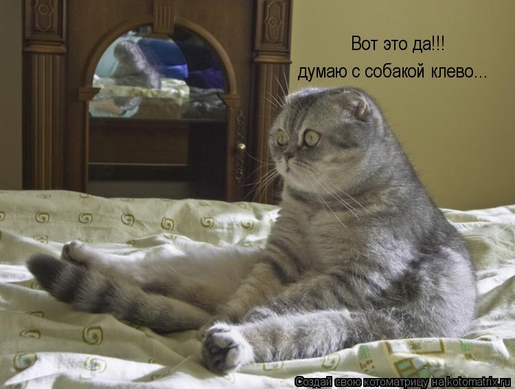 Котоматрица: Вот это да!!! думаю с собакой клево...