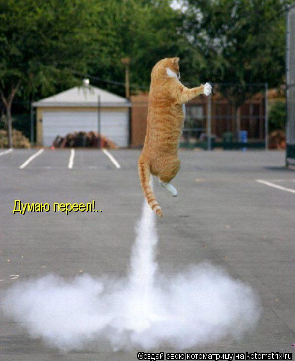 Котоматрица: Думаю переел!..