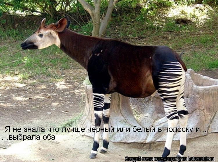 Котоматрица: -Я не знала что лучше чёрный или белый в полоску и... ...выбрала оба