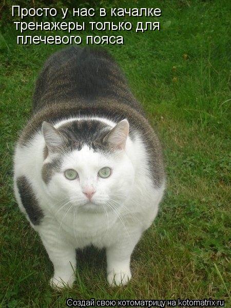 Котоматрица: Просто у нас в качалке тренажеры только для плечевого пояса