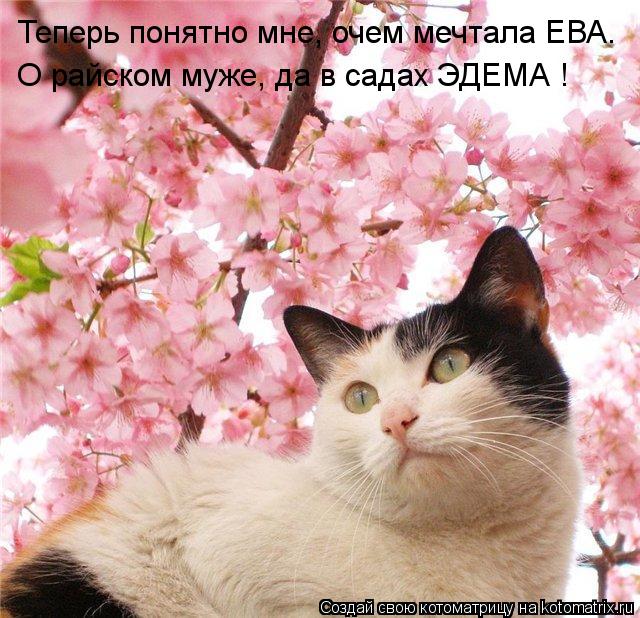Котоматрица: Теперь понятно мне, очем мечтала ЕВА. О райском муже, да в садах ЭДЕМА !