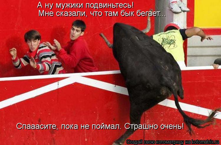 Котоматрица: А ну мужики подвиньтесь! Мне сказали, что там бык бегает... Спааасите, пока не поймал. Страшно очень!