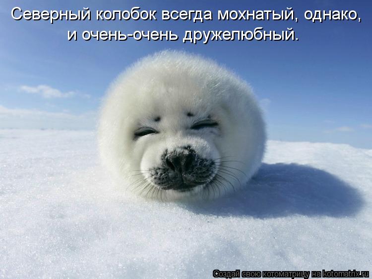 Котоматрица: Северный колобок всегда мохнатый, однако,  и очень-очень дружелюбный.