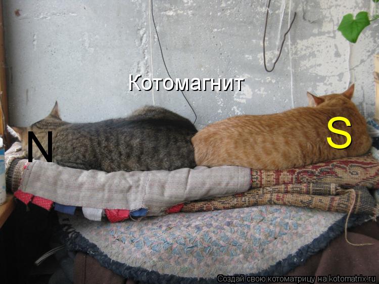 Котоматрица: S N Котомагнит