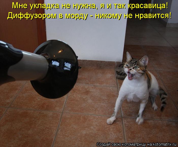 Котоматрица: Мне укладка не нужна, я и так красавица! Диффузором в морду - никому не нравится!