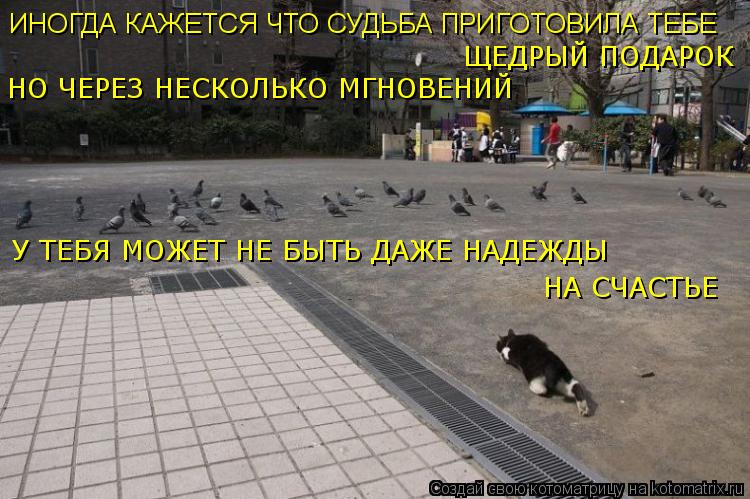 Котоматрица: ИНОГДА КАЖЕТСЯ ЧТО СУДЬБА ПРИГОТОВИЛА ТЕБЕ ЩЕДРЫЙ ПОДАРОК НО ЧЕРЕЗ НЕСКОЛЬКО МГНОВЕНИЙ  У ТЕБЯ МОЖЕТ НЕ БЫТЬ ДАЖЕ НАДЕЖДЫ  НА СЧАСТЬЕ