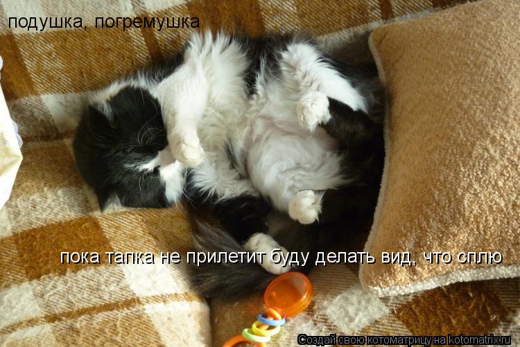 Котоматрица: подушка, погремушка   пока тапка не прилетит буду делать вид, что сплю