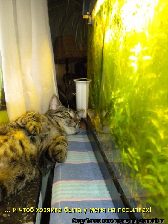 ... и чтоб хозяйка была у меня на посылках!... Котоматрица: ... и чтоб хозяйка была у меня на посылках!