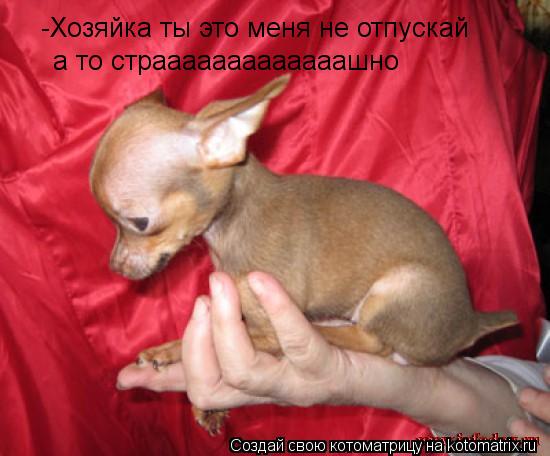 -Хозяйка ты это меня не отпускай а то страаааааааааааашно... Котоматрица: -Хозяйка ты это меня не отпускай а то страаааааааааааашно