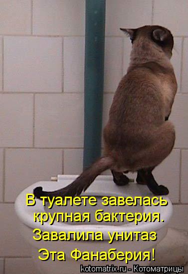 Котоматрица: крупная бактерия. Завалила унитаз В туалете завелась Эта Фанаберия!