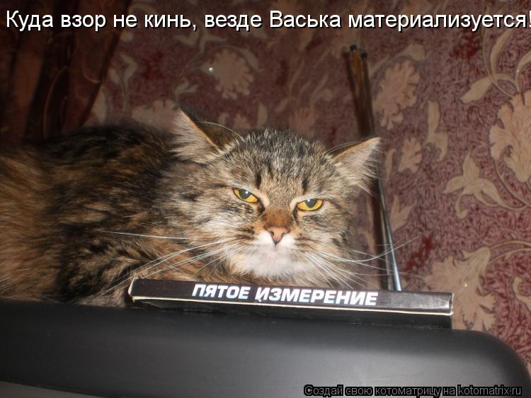 Котоматрица: Куда взор не кинь, везде Васька материализуется!