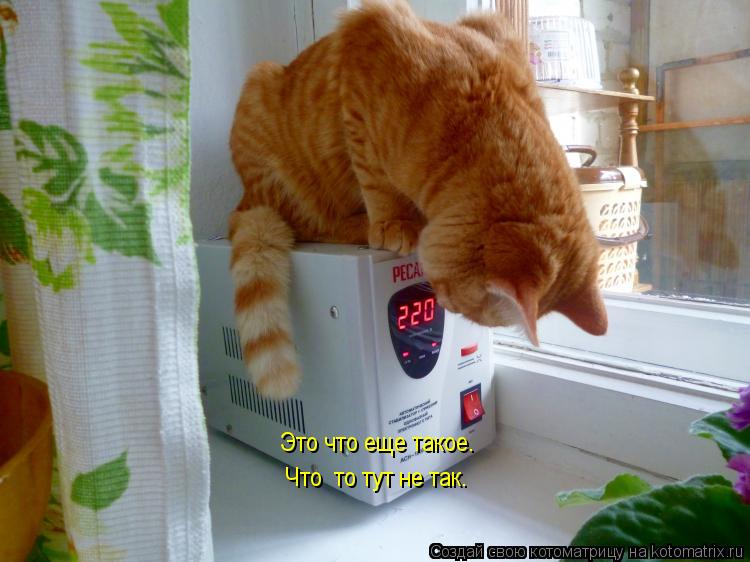 Котоматрица: Это что еще такое.  Что  то тут не так.