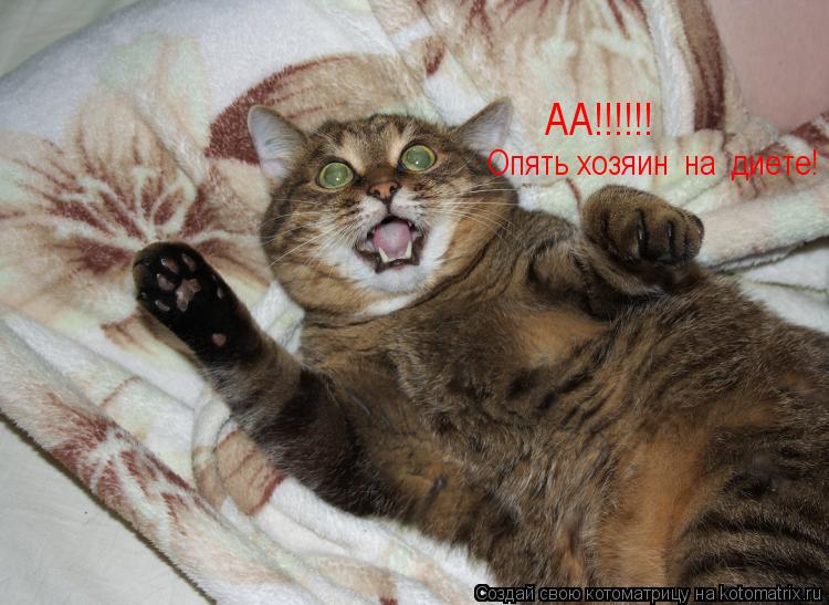 АА!!!!!! Опять хозяин на диете!... Котоматрица: АА!!!!!! Опять хозяин на диете!