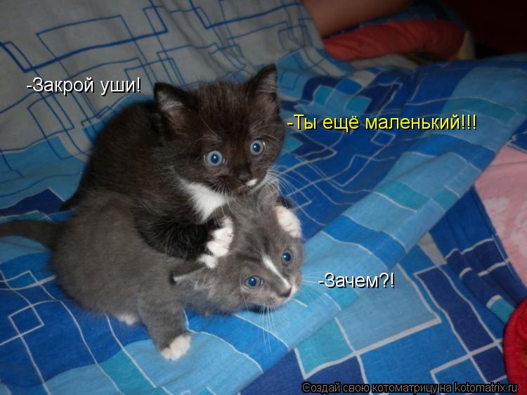 -Закрой уши! -Зачем?! -Ты ещё маленький!!!... Котоматрица: -Закрой уши! -Зачем?! -Ты ещё маленький!!!