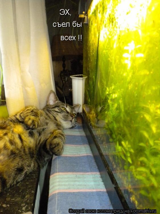 ЭХ, съел бы всех !!... Котоматрица: ЭХ, съел бы всех !!