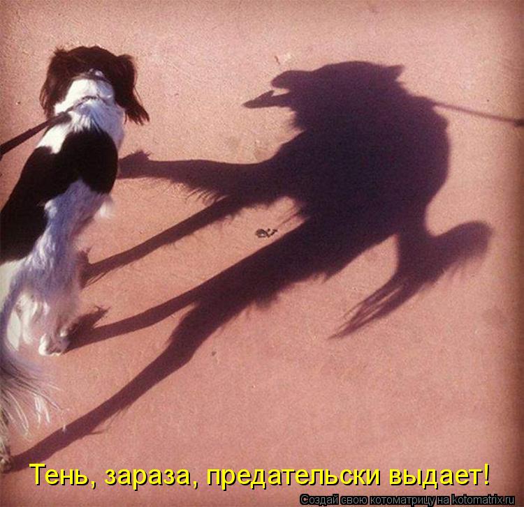 Тень, зараза, предательски выдает!... Котоматрица: Тень, зараза, предательски выдает!