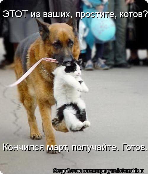 ЭТОТ из ваших, простите, котов? Кончился март, получайте. Готов.... Котоматрица: ЭТОТ из ваших, простите, котов? Кончился март, получайте. Готов.