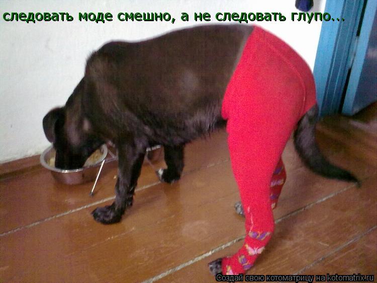 Котоматрица: следовать моде смешно, а не следовать глупо...