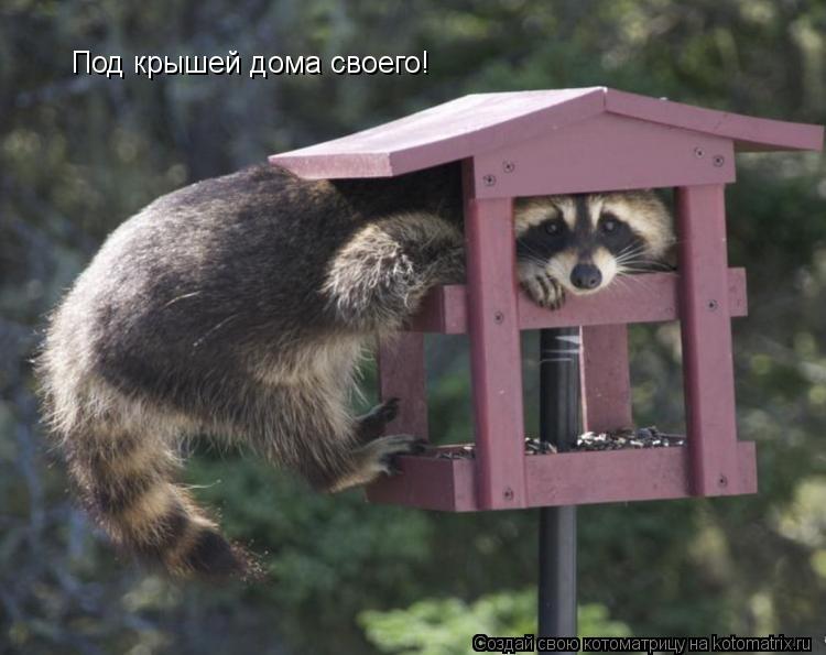 Котоматрица: Под крышей дома своего!