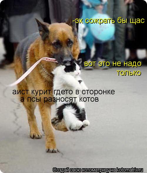 Котоматрица: аист курит гдето в сторонке а псы разносят котов -эх сожрать бы щас вот это не надо только