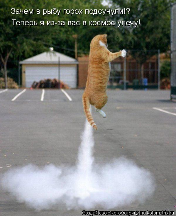 Котоматрица: D Зачем в рыбу горох подсунули!? Теперь я из-за вас в космос улечу!