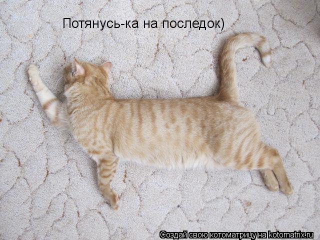 Котоматрица: Потянусь-ка на последок)