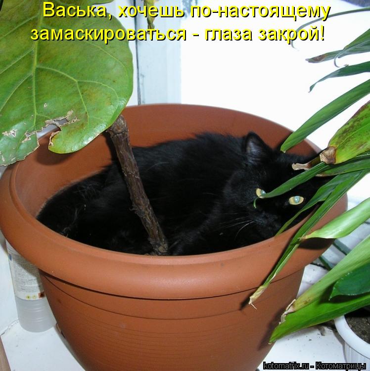 Котоматрица: Васька, хочешь по-настоящему  замаскироваться - глаза закрой!