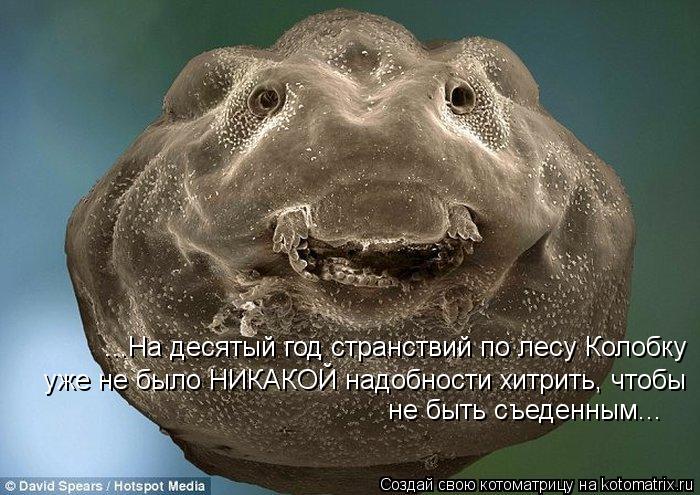 ...На десятый год странствий по лесу Колобку уже не было НИКАКОЙ надобности хитрить, чтобы не быть с... Котоматрица: ...На десятый год странствий по лесу Колобку уже не было НИКАКОЙ надобности хитрить, чтобы не быть съеденным...
