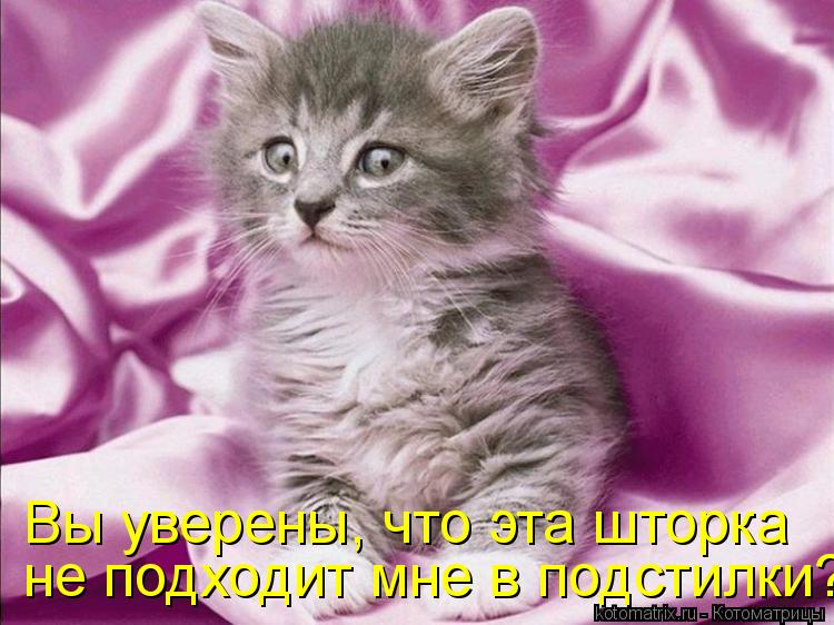 Котоматрица: Вы уверены, что эта шторка  не подходит мне в подстилки?